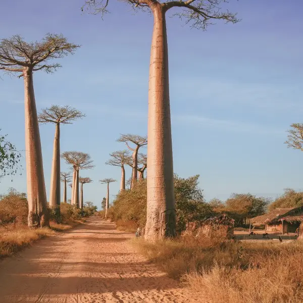 גלו את קסם הבאובבים והרפתקאות מדגסקר במורונדבה!