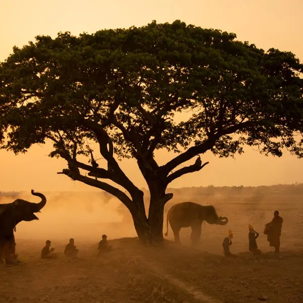 טנזניה–המסע הפראי שלך לטבע עוצר נשימה וחופים מרהיבים