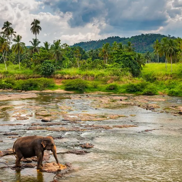 גלה את הקסם וההרפתקאות של סרי לנקה - אי של טבע ותרבות!