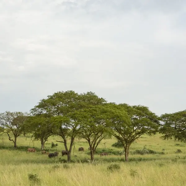 גַלו את גן העדן של זנזיבר – חופשה בלתי נשכחת