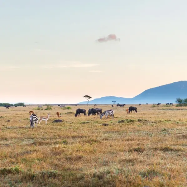 מניארה: לחשוף את הפנינה הנסתרת של טנזניה!