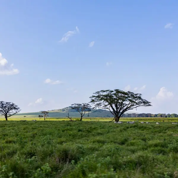 המסע האולטימטיבי לחיבור עם הטבע הפראי בספארי סרנגטי