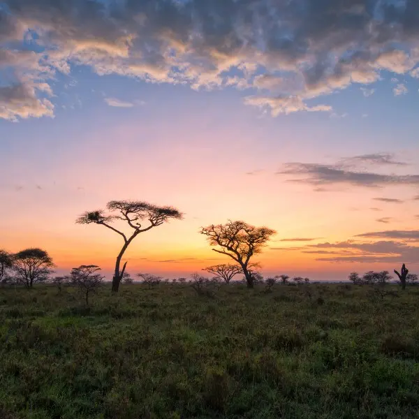 הרפתקאות ספארי בלתי נשכחות מחכות לכם בקניה!