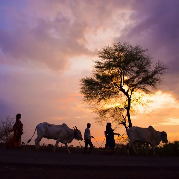גלו את ארושה – שער הכניסה לספארי המרהיב של טנזניה!