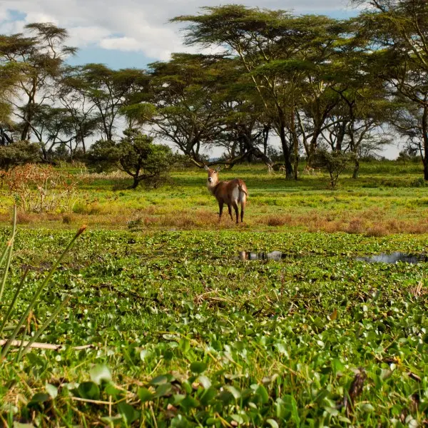 "נייבשה - גלו את קסם הטבע הפראי במרכז אפריקה"